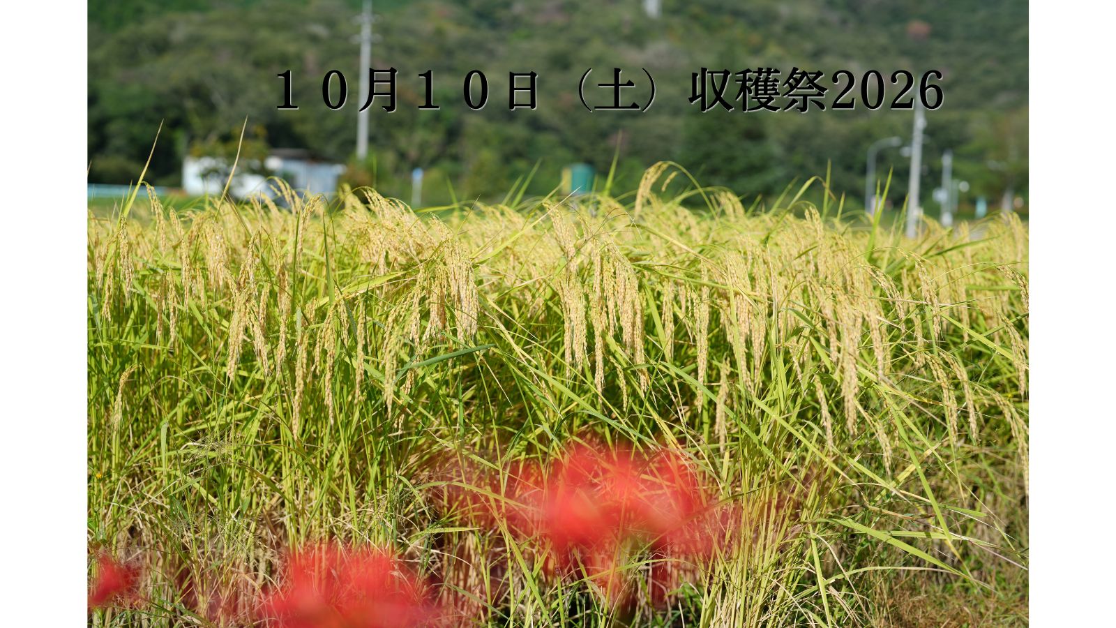 酒米「雄町」収穫祭2026